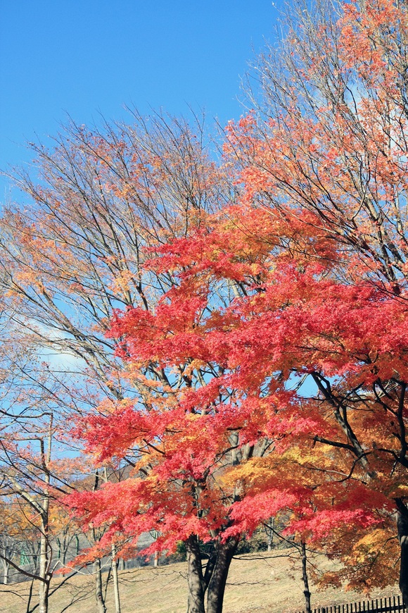 丹沢の紅葉_f0034602_2119598.jpg