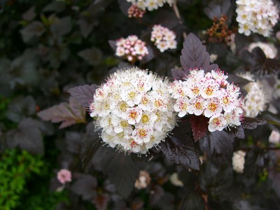 a0123003_2256105.jpg