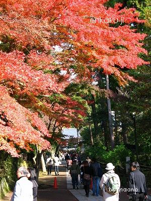 鎌倉の紅葉_c0155110_040228.jpg