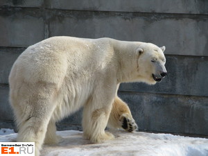 ロシア・エカテリンブルク動物園の仲良しペアへの大きな期待 ~ ロシアの新しい繁殖基地を目指して_a0151913_19512128.jpg