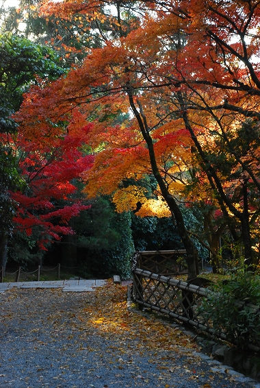 紅葉　－　龍安寺_a0114714_19471817.jpg