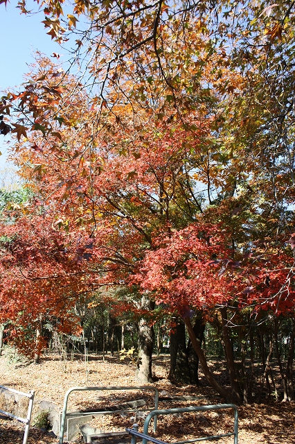 e0162524_123145.jpg