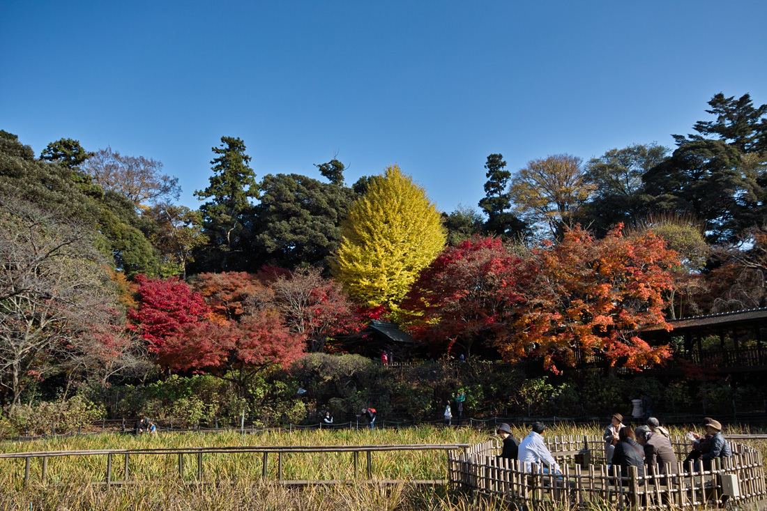 本土寺　2010　秋 ②　～鮮やかな時間～_c0223825_150121.jpg