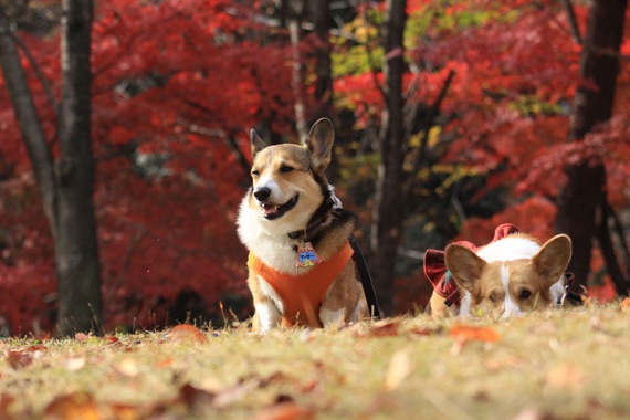 物見山公園の紅葉_e0071225_2136183.jpg