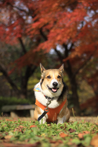 物見山公園の紅葉_e0071225_21501394.jpg