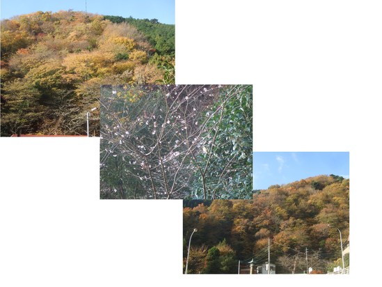 チョット遅い....紅葉登山!_b0137932_2372145.jpg