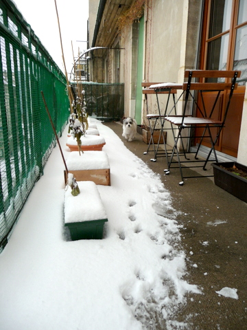 Enjoying Snow at Home _c0201334_10413110.jpg