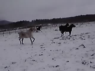 少し雪が積もりました_e0145441_2034485.jpg
