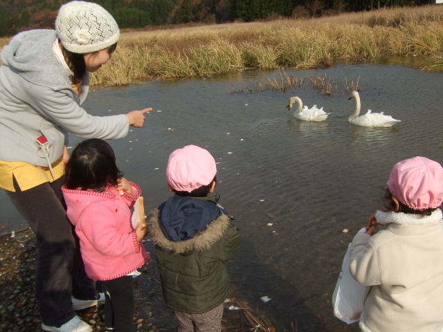 白鳥見学_d0166047_21185951.jpg