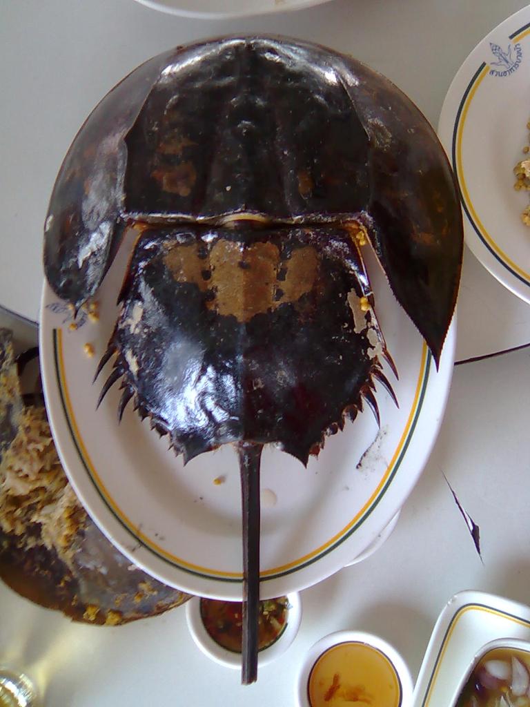 カブトガニを食べる タイの暮らし