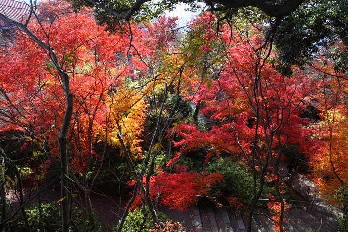 紅葉＠八幡山(その１)_e0141051_22375364.jpg