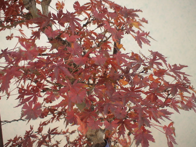 2010.行秋枝風・29-2　山紅葉　ヤマモミジ_c0042153_853155.jpg