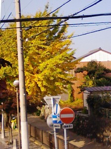 続・ 岐阜県への共同緊急要請と内ヶ谷・今川_f0197754_20314298.jpg