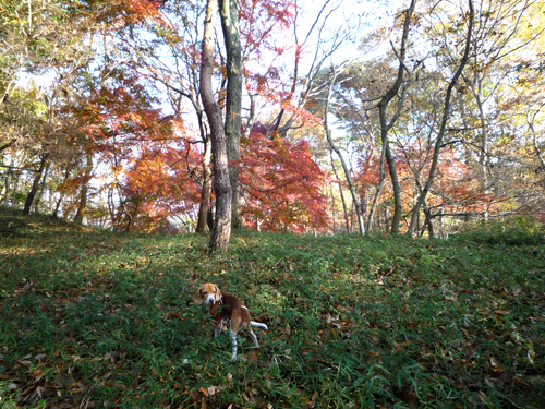 名残りの紅葉、盛りの山茶花_b0045357_951524.jpg