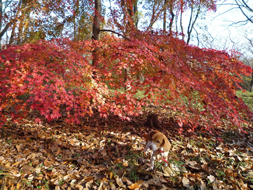 名残りの紅葉、盛りの山茶花_b0045357_982519.jpg