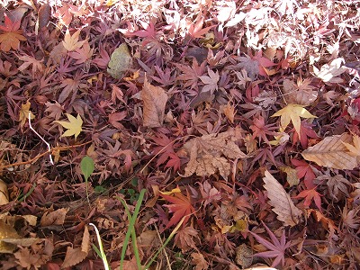 e0176158_081427.jpg