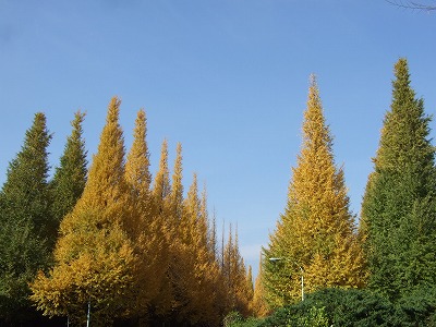 c0047860_15303320.jpg