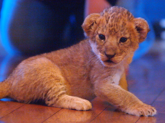 ライオンの赤ちゃんは！_c0186760_20553355.jpg