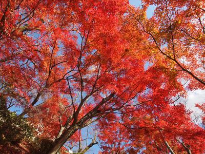 京都の紅葉 （清水寺）_b0112263_22195194.jpg