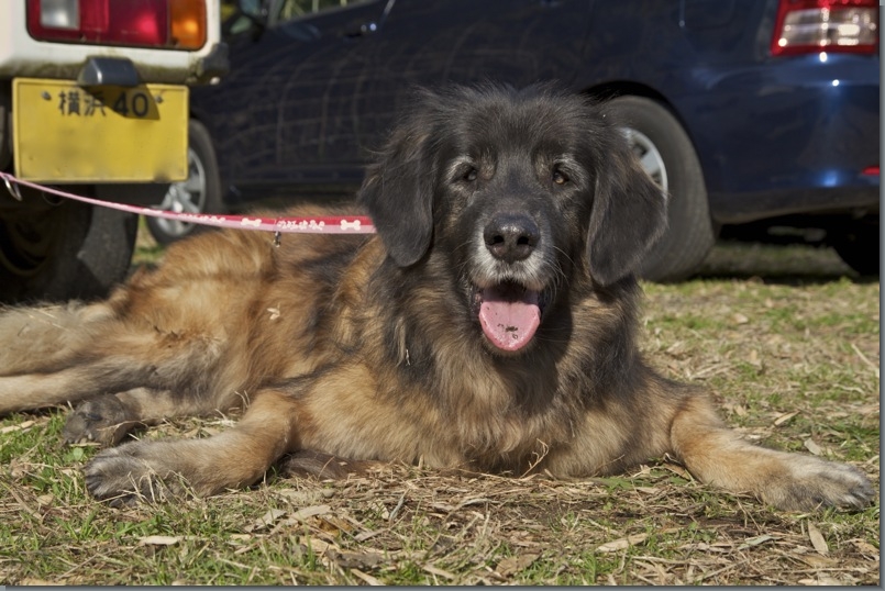 湘南犬街道？　（ストーリーファーム）_c0129381_2255431.jpg