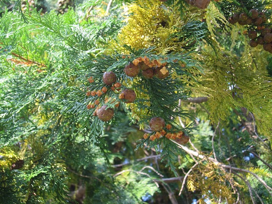 b0182884_0431736.jpg