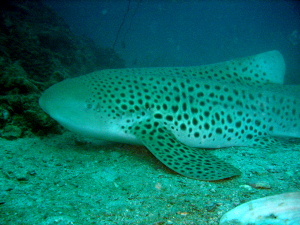 透明度バツグン!! ピピ島_f0144385_1274395.jpg