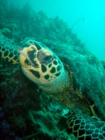 透明度バツグン!! ピピ島_f0144385_13125.jpg