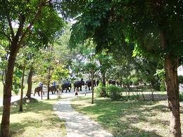 タイ北部旅行１１月２２日（月）KoKha温泉と、象保護センター_a0130586_17182947.jpg