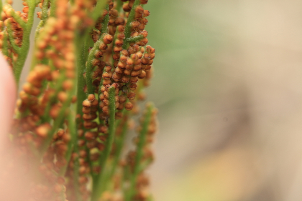 向島百花園の小さな小さな植物たち～_e0195587_21325581.jpg