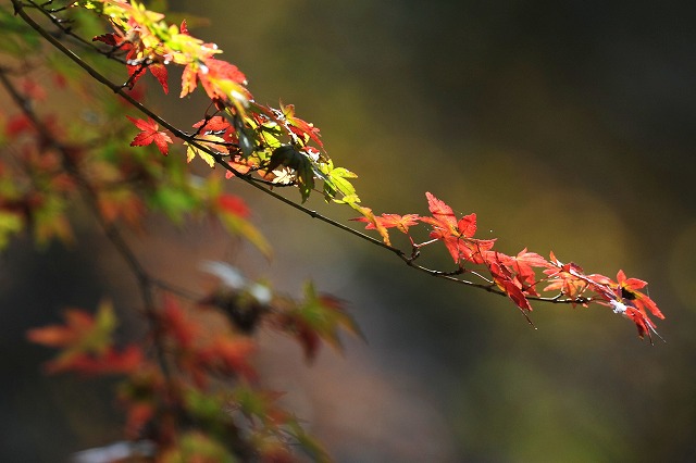 湖公園の紅葉はすばらしい!_a0117893_7165838.jpg