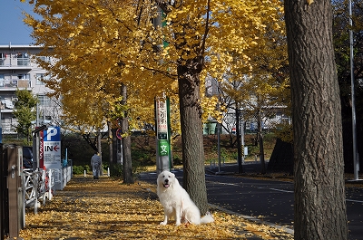 黄金色の散歩道_e0158895_19451769.jpg