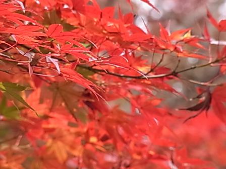 大倉山の紅葉♪_b0105897_2233380.jpg