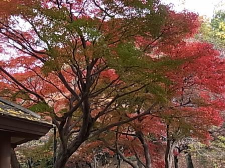大倉山の紅葉♪_b0105897_2284356.jpg