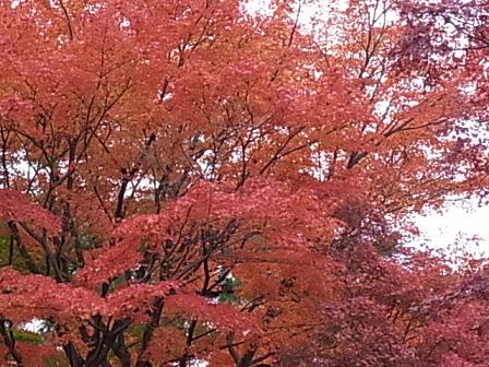 大倉山の紅葉♪_b0105897_238745.jpg