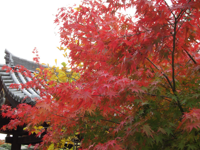 今年も京都へ紅葉狩り2010_c0225297_110429.jpg