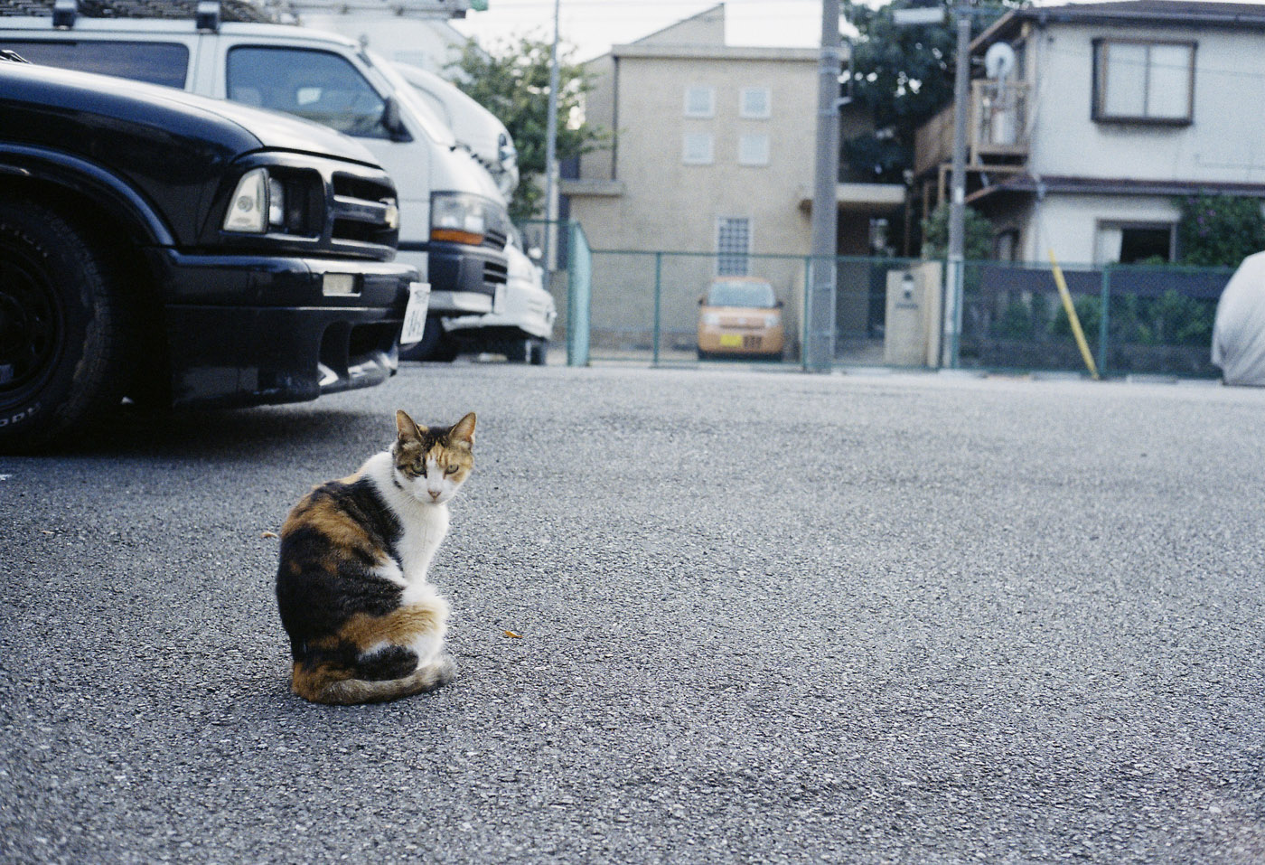 目黒の猫、その２。_c0120903_213142.jpg