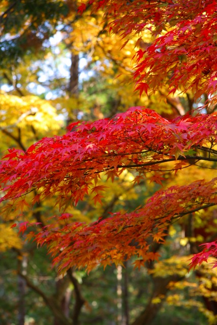 ２０１０年秋の京都　観光～２日目～_f0039907_0513550.jpg