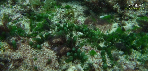 2009年、種子島サンゴ調査_d0198511_20524318.jpg