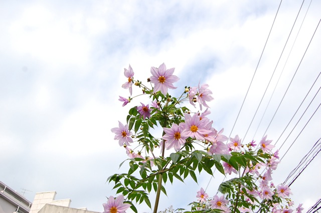 昨日鎌倉から帰ってきました。_a0112812_2213299.jpg