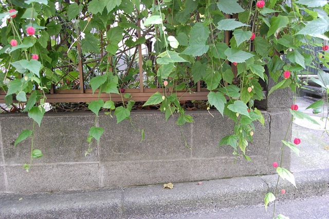 昨日鎌倉から帰ってきました。_a0112812_22143130.jpg