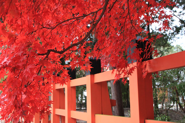 上賀茂神社　紅葉の盛り_e0048413_203110.jpg