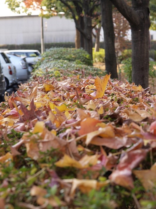 佐伯区民文化センターの紅葉_c0116915_2305313.jpg