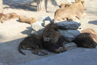 レッサーパンダ以外の動物達_f0221023_2746100.jpg