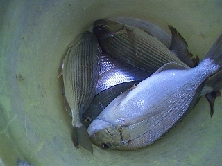 a0132631_19463647.jpg