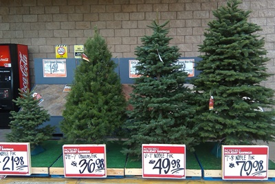 新鮮なクリスマスツリー販売中 ハワイ情報now