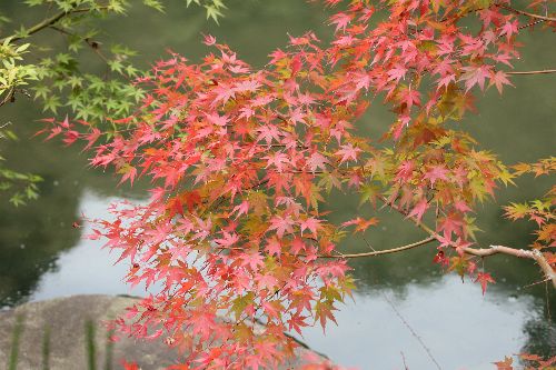 古都　鎌倉の秋を散策　　　　　　　　　　準会員　　花輪　幸衣_b0012636_1865190.jpg