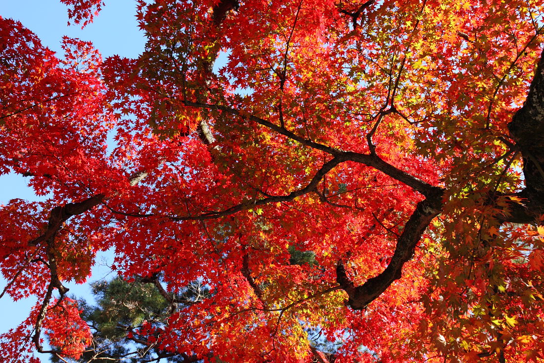 京都の秋　～永観堂・禅林寺～_d0135242_548987.jpg