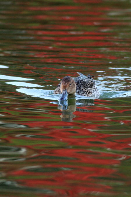 花博記念公園鶴見緑地の紅葉２０１０その③_b0162847_23355648.jpg