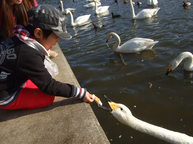 白鳥見学　第２弾_d0166047_18492744.jpg