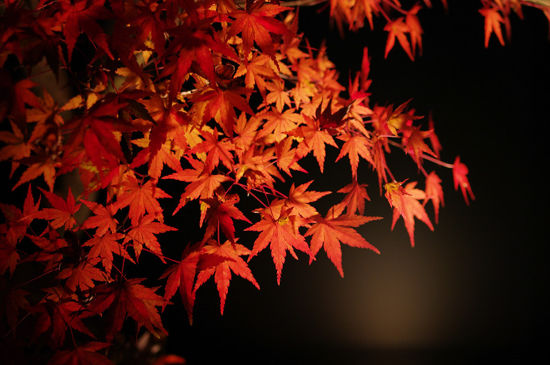 京都の紅葉2010　～永観堂～_f0152550_23394347.jpg